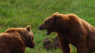 imagen: Locas relaciones de la fauna