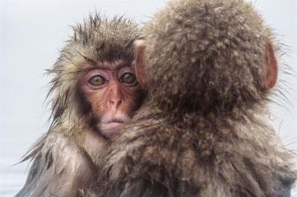 imagen: Wild Japón: monos de la nieve